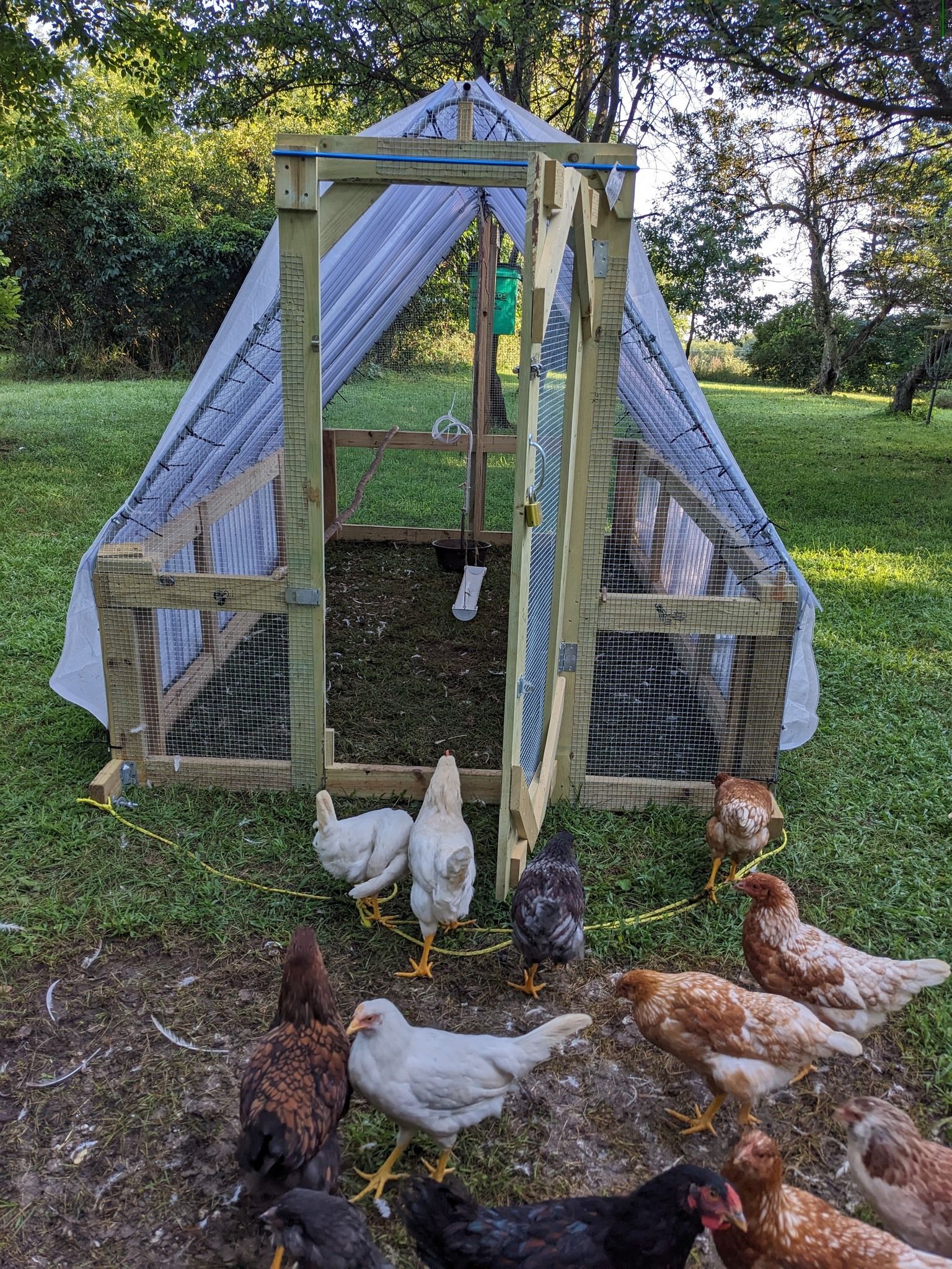 chickens
