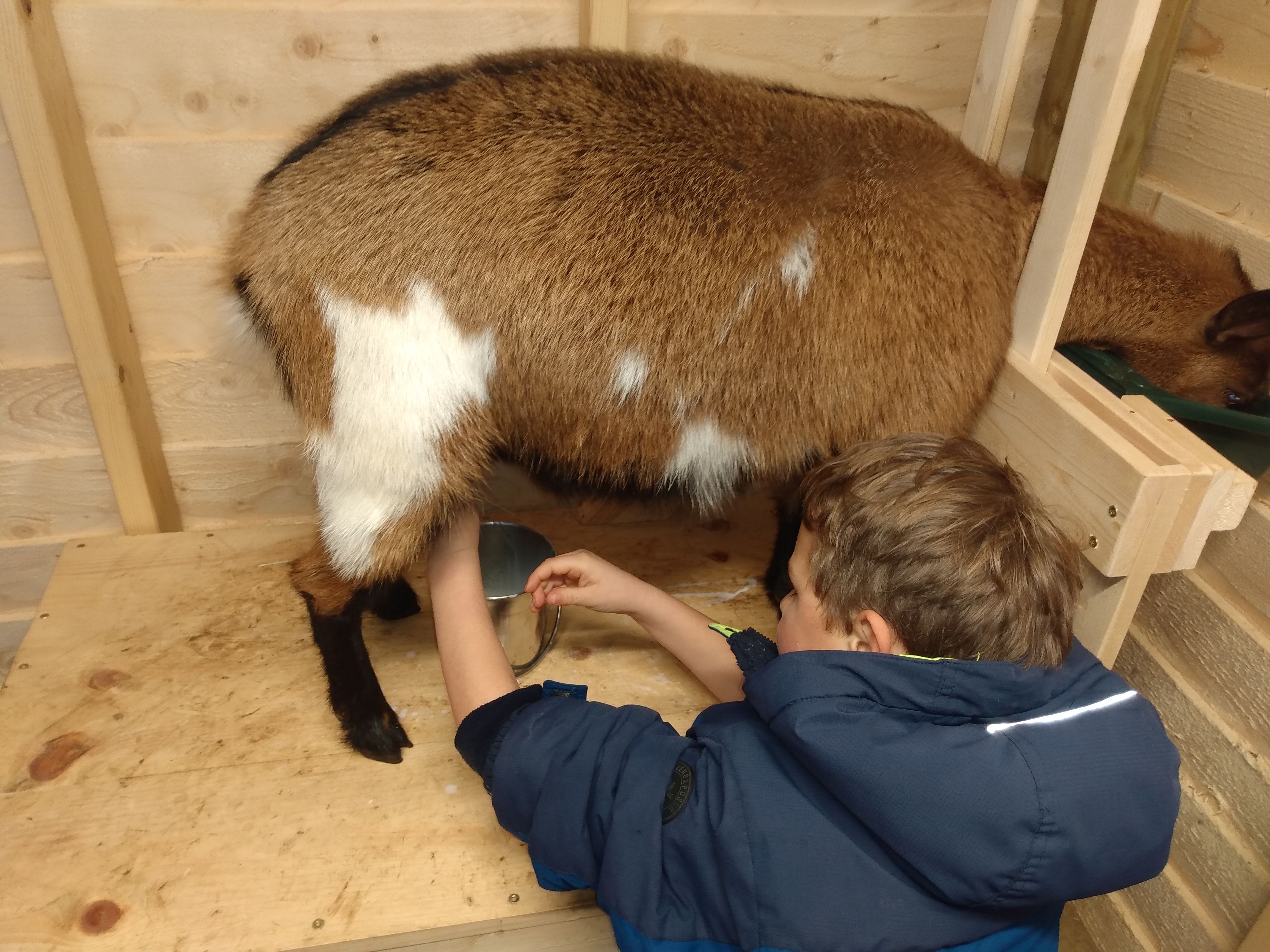 child milking goat